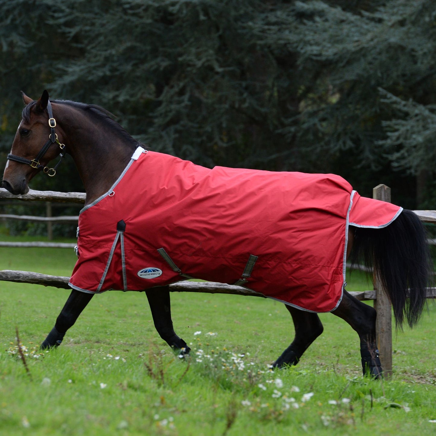 Weatherbeeta ComFiTec Classic Standard Medium Red/Silver/Navy