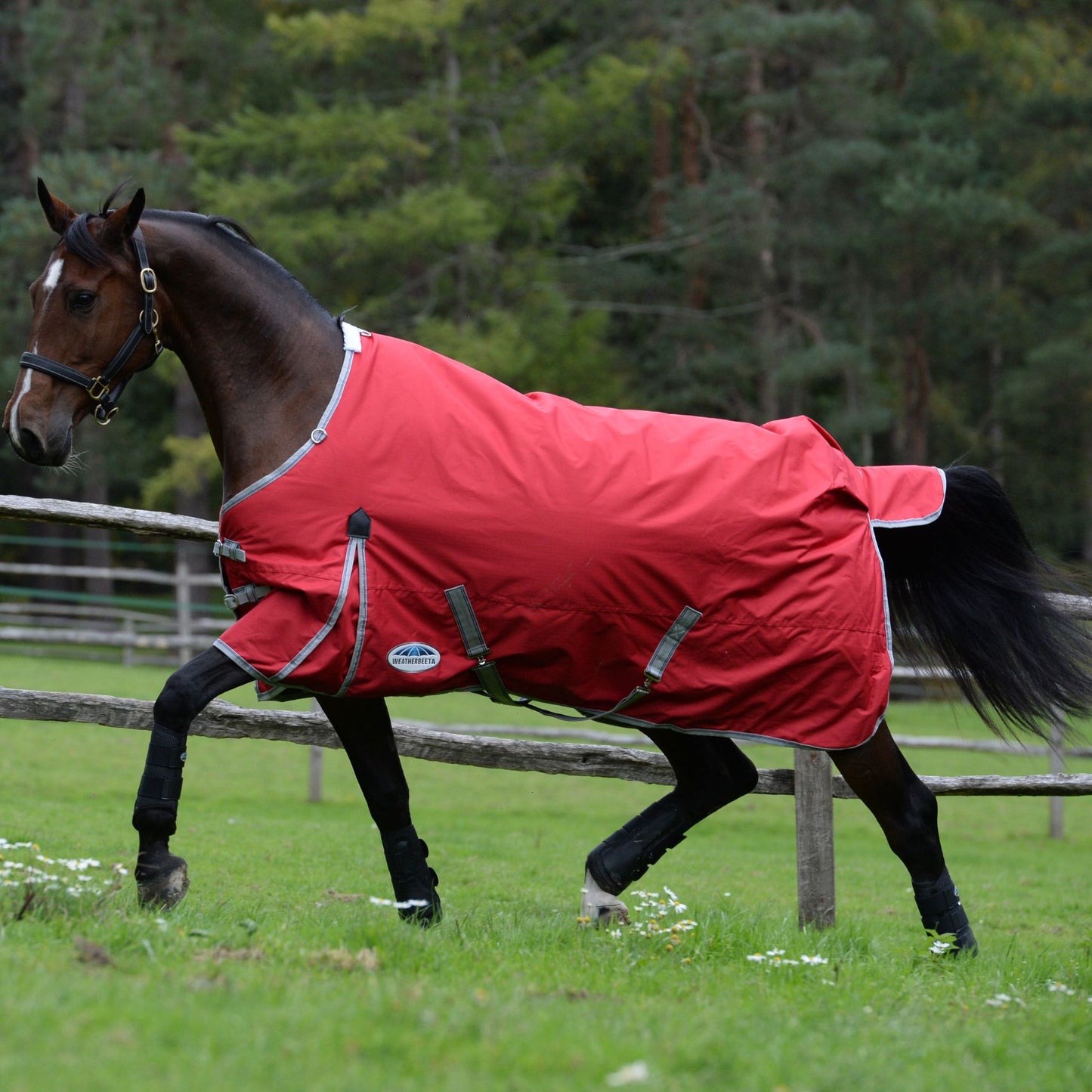 Weatherbeeta ComFiTec Classic Standard Medium Red/Silver/Navy