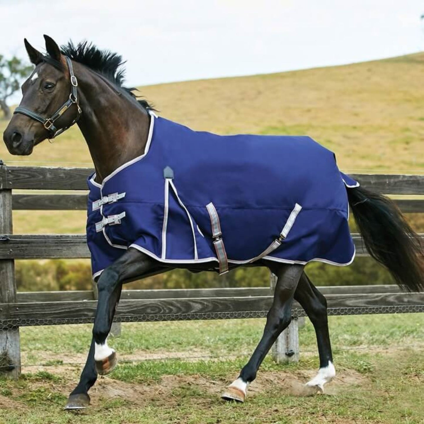 Weatherbeeta ComFiTec Essential Standard Lite Turnout Rug Navy/Silver/Red