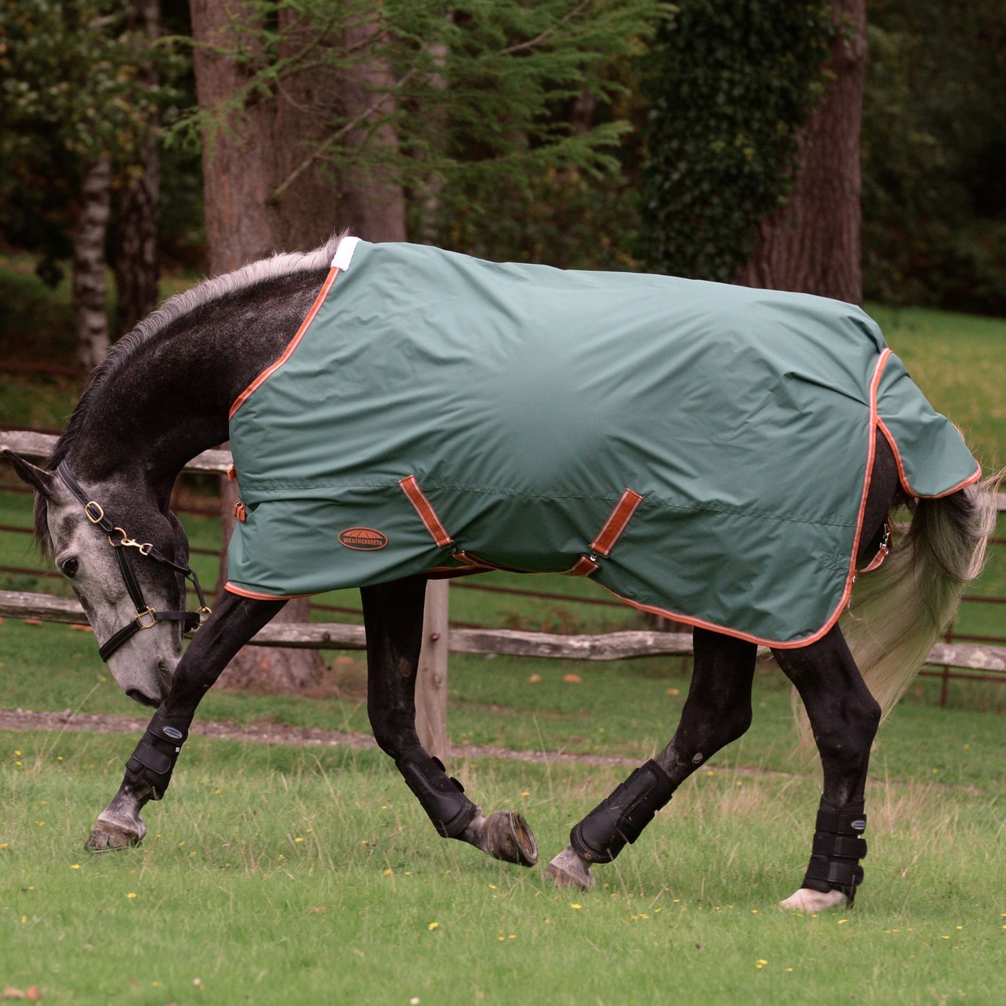 Weatherbeeta ComFiTec Tyro Standard Medium Green/Burnt Orange/White