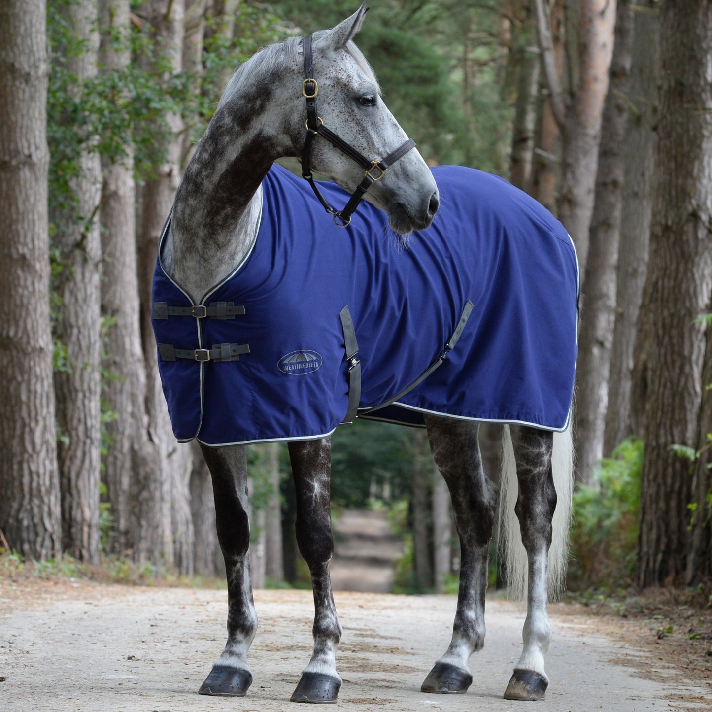 Weatherbeeta Cotton Show Sheet with Surcingles Dark Blue/Grey/White