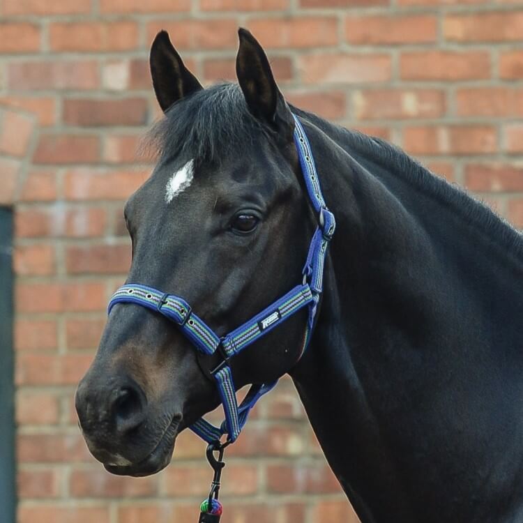 Roma Co-ordinate Headcollar Blue/Bright Green/Cerise