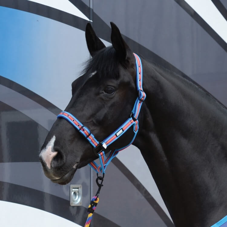 Roma Co-ordinate Headcollar Dark Blue/Orange/Yellow