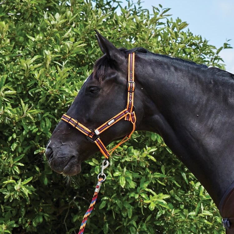 Roma Co-ordinate Headcollar Coffee/Orange