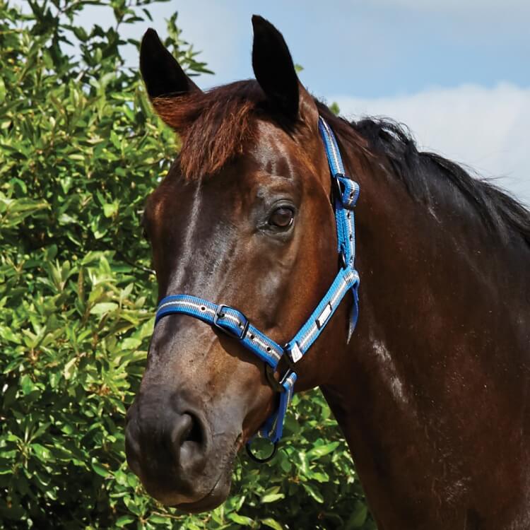 Roma Co-ordinate Headcollar Grey/Blue/Grey