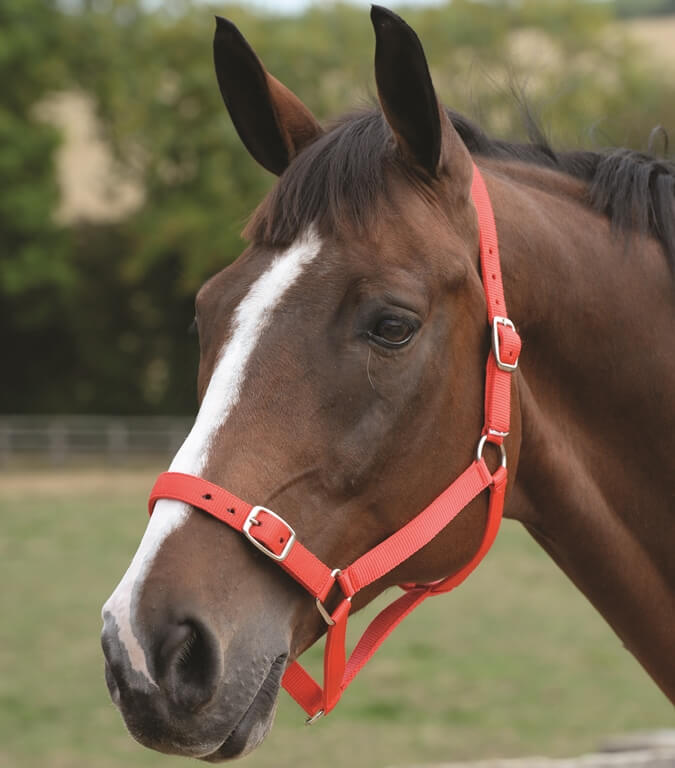 Roma Headcollar/Leadrope Set Red