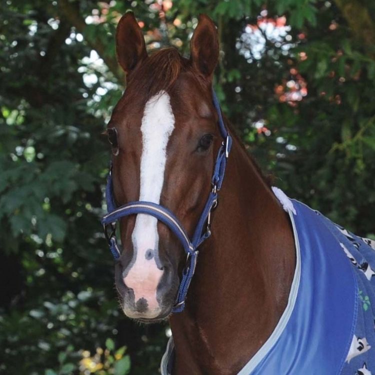 Weatherbeeta Co-ordinate Headcollar Dark Blue/Brown/Grey