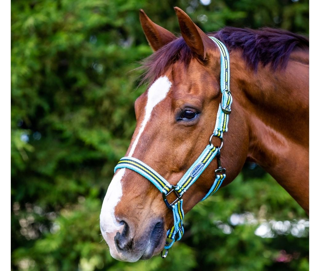 Weatherbeeta Co-ordinate Headcollar Light Blue/Black/Yellow