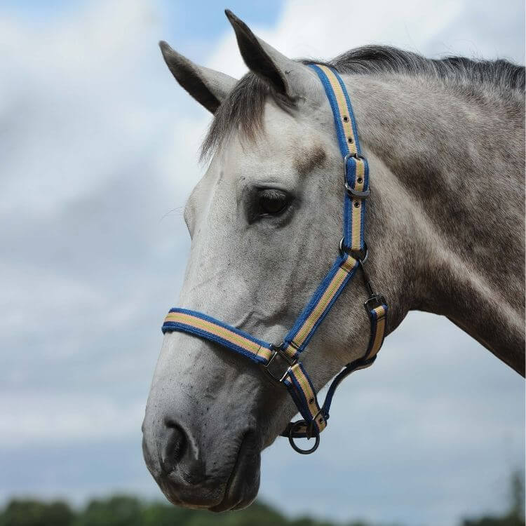 Weatherbeeta Co-ordinate Headcollar Blue/Apricot/Green