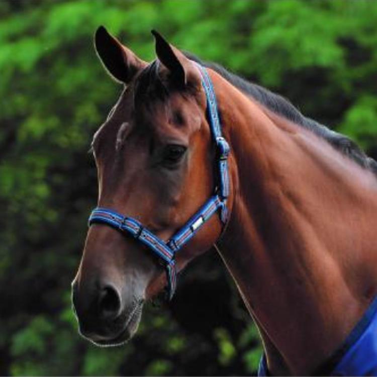 Roma Co-ordinate Headcollar Dark Blue/Teal/Shiraz